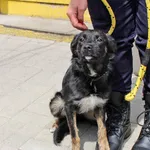 Znaleziono psa, Łódź, 6 czerwca 2019