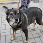 Znaleziono psa, Łódź, 5 marca 2022