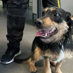 Znaleziono psa, Bydgoszcz, 14 maja 2023