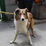 Znaleziono psa, Łódź, 26 maja 2021