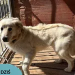Znaleziono psa, Dąbrówka, 27 kwietnia 2023