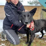 Pies do adopcji, Dąbrówka, 31 marca 2023