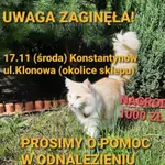 Zaginął kot, Łódź, 21 listopada 2021