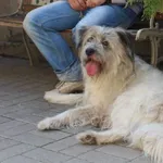 Znaleziono psa, Łódź, 2 września 2018
