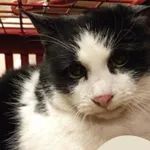 Znaleziono kota, Gdynia, 28 grudnia 2025