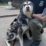 Znaleziono psa, Toruń, 13 maja 2023