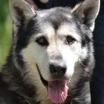Pies do adopcji, Zielona Góra, 18 maja 2023