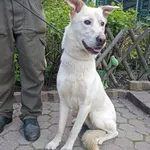 Znaleziono psa, Toruń, 13 maja 2023