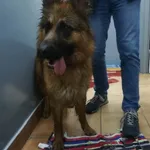 Znaleziono psa, Sosnowiec, 16 maja 2023