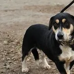 Pies do adopcji, Oborniki, 28 września 2021