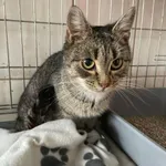 Kot do adopcji, Świdnica, 14 stycznia 2023