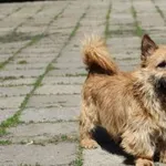 Pies do adopcji, Oborniki, 27 kwietnia 2023