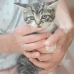 Kot do adopcji, Zielona Góra, 19 maja 2023