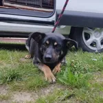 Znaleziono psa, Świdnica, 19 maja 2023