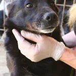 Pies do adopcji, Przyborówko, 19 maja 2023