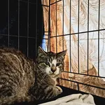 Znaleziono kota, Choszczno, 19 maja 2023