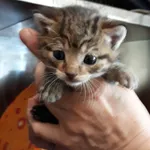 Kot do adopcji, Włocławek, 20 maja 2023