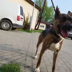 Znaleziono psa, Świdnica, 20 maja 2023