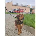 Znaleziono psa, Wrocław, 20 maja 2023
