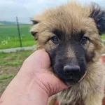 Pies do adopcji, Racławice, 17 maja 2023