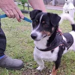 Pies do adopcji, Choszczno, 19 maja 2023