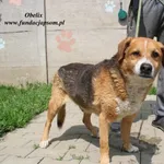 Pies do adopcji, Nowy Dwór Mazowiecki, 19 maja 2023