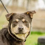 Pies do adopcji, Świdnica, 2 lutego 2023