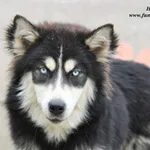 Pies do adopcji, Nowy Dwór Mazowiecki, 21 maja 2023