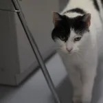 Kot do adopcji, Olsztyn, 27 sierpnia 2022