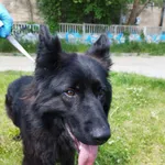Pies do adopcji, Kielce, 21 maja 2023