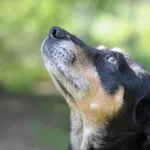 Pies do adopcji, Olsztyn, 6 maja 2023