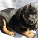 Pies do adopcji, Grudziądz, 18 maja 2023