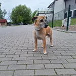 Znaleziono psa, Bydgoszcz, 19 maja 2023