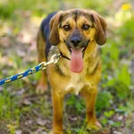 Pies do adopcji, Elbląg, 3 maja 2023