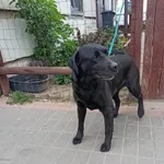 Znaleziono psa, Młodolino, 19 maja 2023