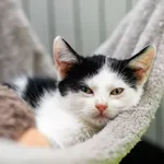 Kot do adopcji, Elbląg, 17 kwietnia 2023