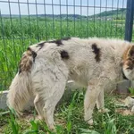 Znaleziono psa, Racławice, 21 maja 2023