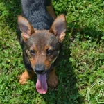 Pies do adopcji, Chełmek, 29 kwietnia 2023