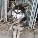 Pies do adopcji, Racławice, 23 maja 2023