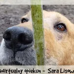 Pies do adopcji, Sosnowice, 17 grudnia 2020