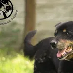 Pies do adopcji, Biała Podlaska, 5 maja 2017