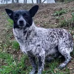Znaleziono psa, Pieckowo, 17 kwietnia 2023