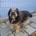 Pies do adopcji, Choszczno, 15 października 2022