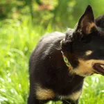 Pies do adopcji, Nowodwór, 20 maja 2023