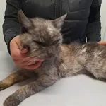 Kot do adopcji, Racławice, 17 listopada 2022