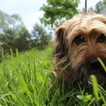 Pies do adopcji, Bełchatów, 21 kwietnia 2023