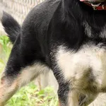 Pies do adopcji, Biała Podlaska, 20 marca 2019