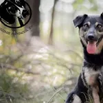 Pies do adopcji, Biała Podlaska, 25 stycznia 2019