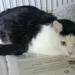 Znaleziono kota, Świdnica, 25 maja 2023