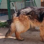 Znaleziono psa, Pieckowo, 10 maja 2023